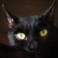 [Avatar]