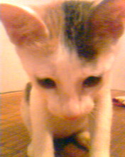 [Avatar]