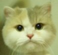 [Avatar]