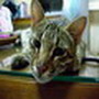 [Avatar]